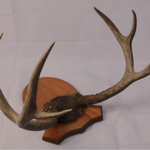 Real Deer Antlers wall deco - Picture 2 of 6